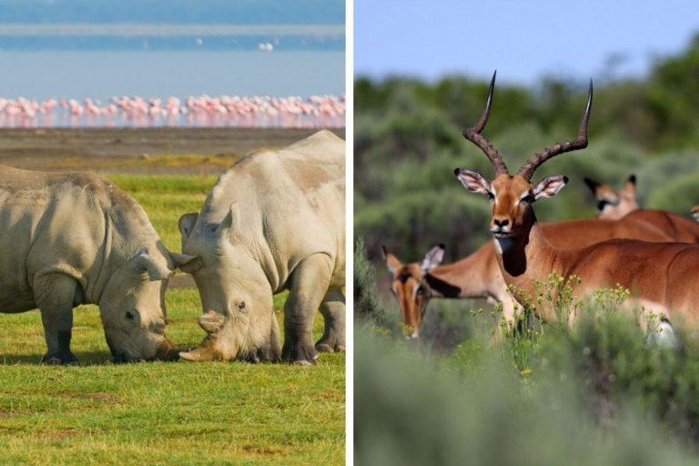 South Africa with Kenya