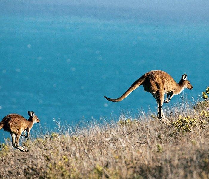 Australia Dest