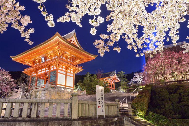 Japan Cherry Blossoam