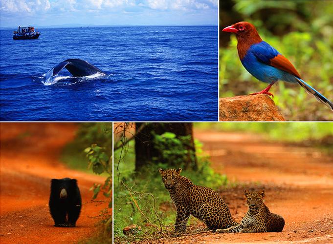 wildlife-safaris-sri-lanka