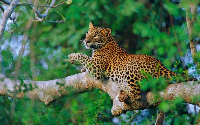 Sri Lanka Wildlife Fun