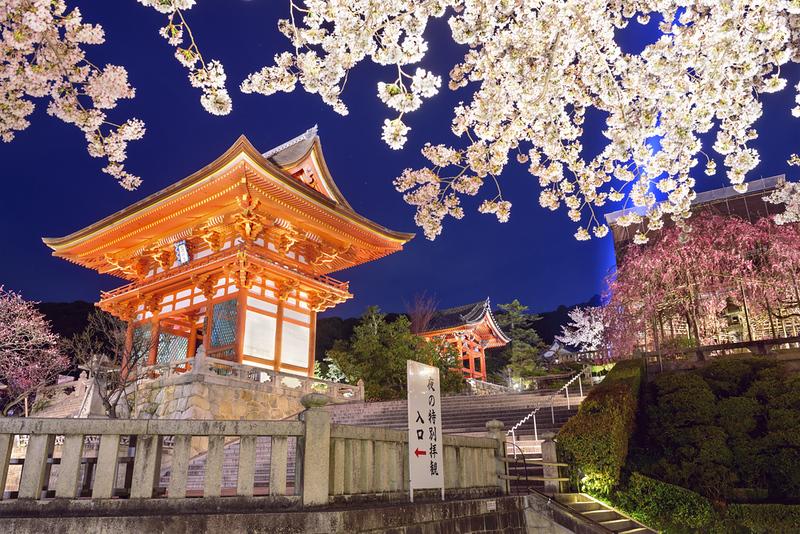 Japan Cherry Blossoam
